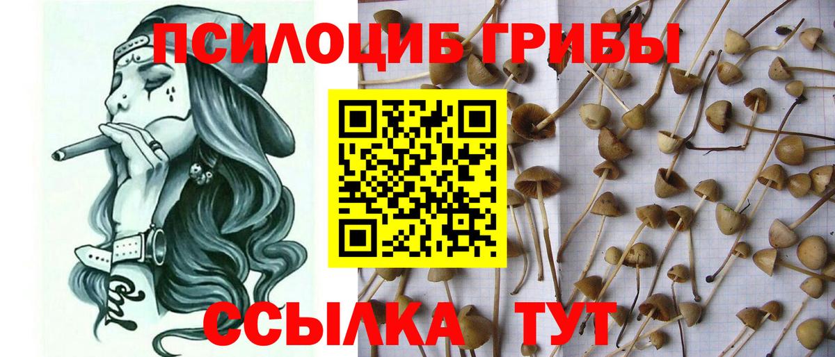 Псилоцибиновые грибы Cubensis  Вход с VPN  Кунгур 